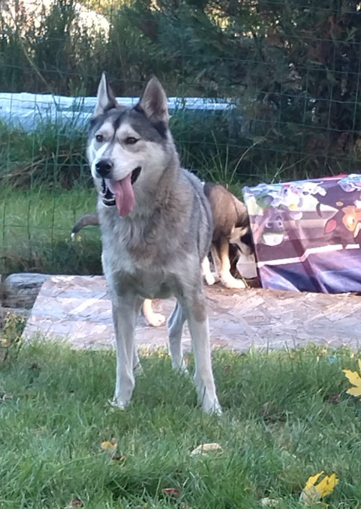 Les Siberian Husky de l'affixe Sancy Snow