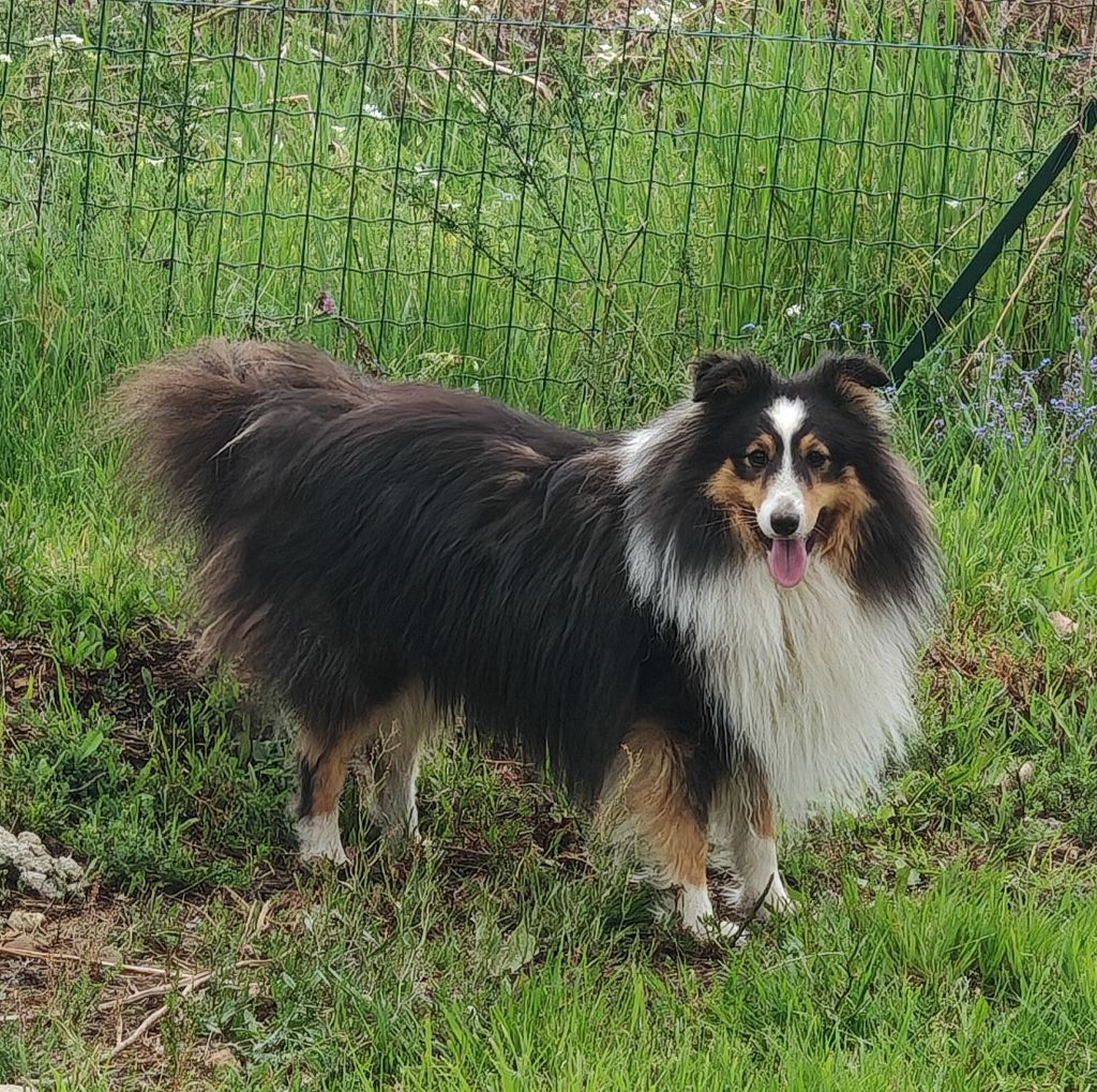 Les Shetland Sheepdog de l'affixe Sancy Snow