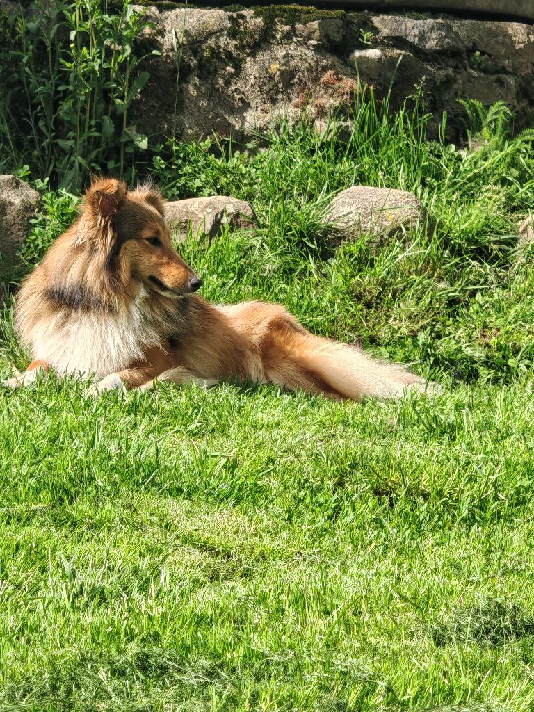 Sahel la frimousse Du Domaine De La Pruneraie