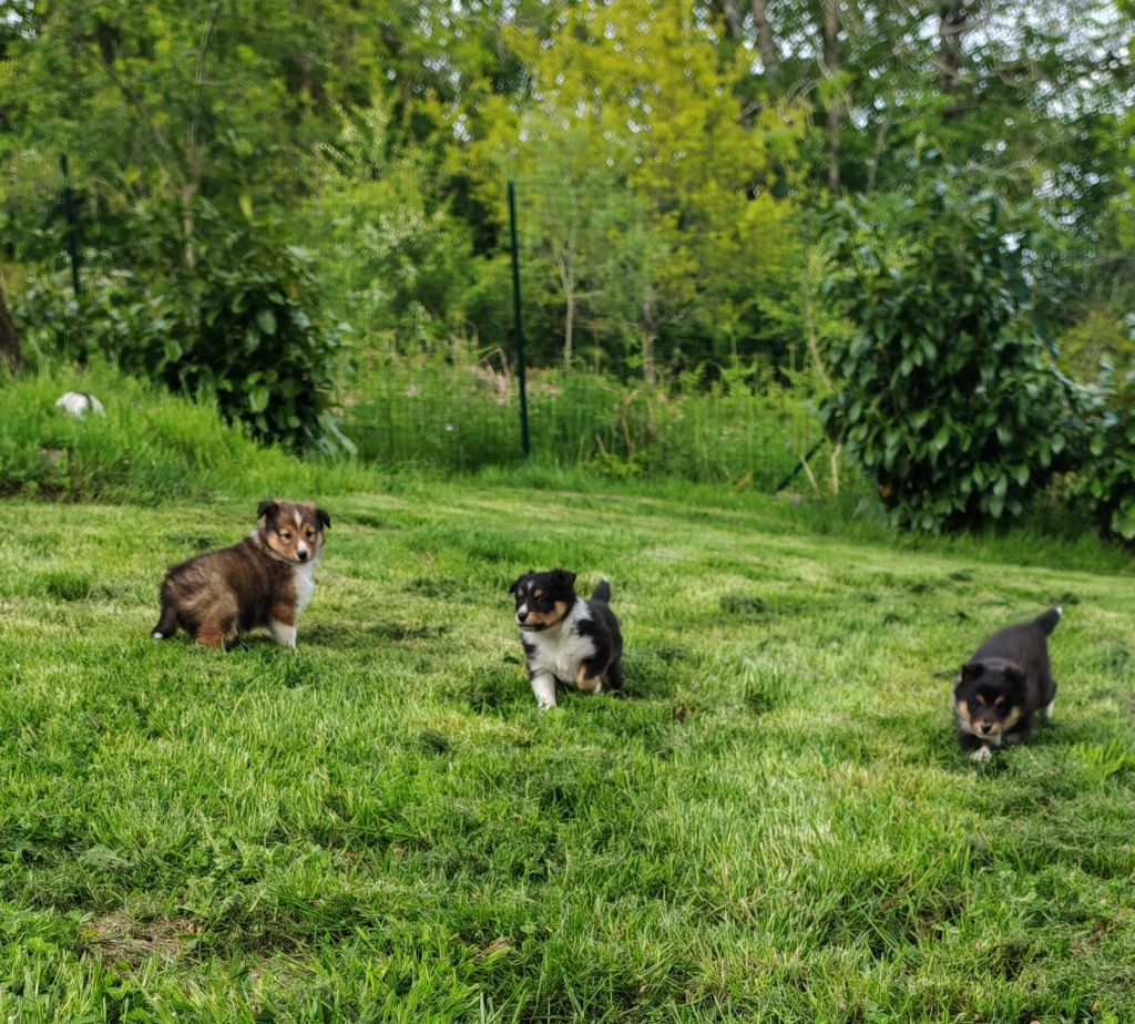 chiot Shetland Sheepdog Sancy Snow