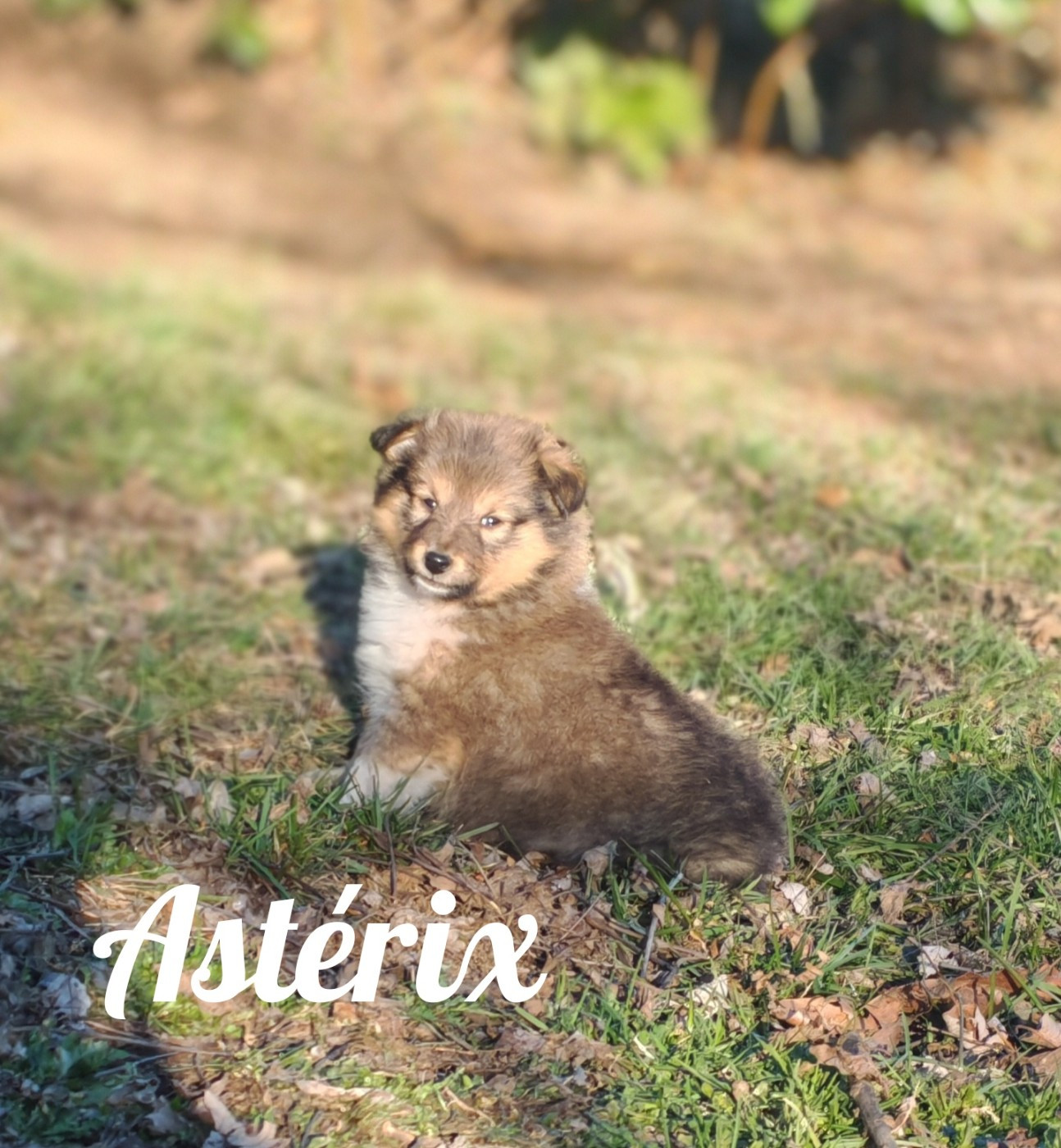 Sancy Snow - Chiots disponibles - Shetland Sheepdog