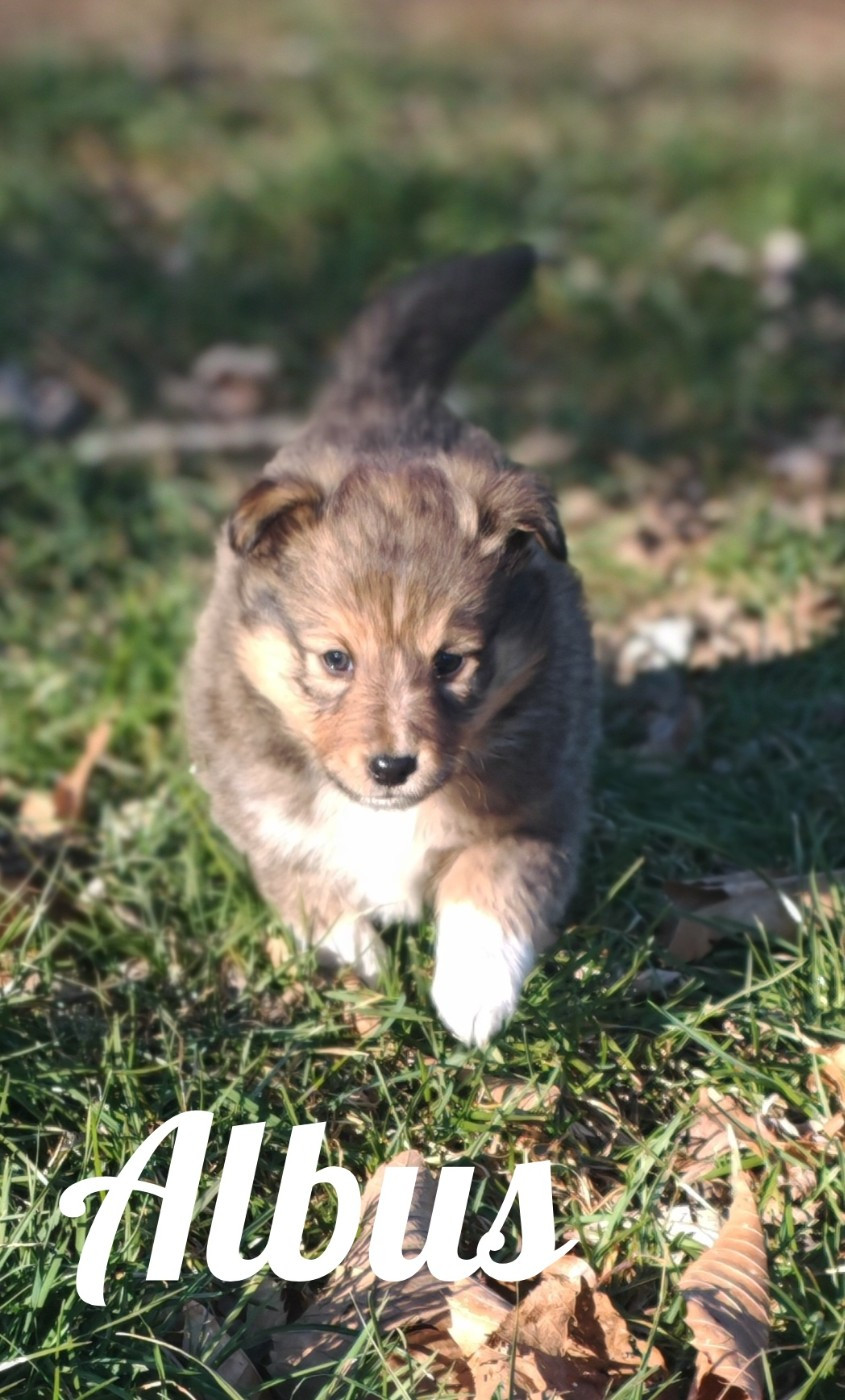 Sancy Snow - Chiots disponibles - Shetland Sheepdog